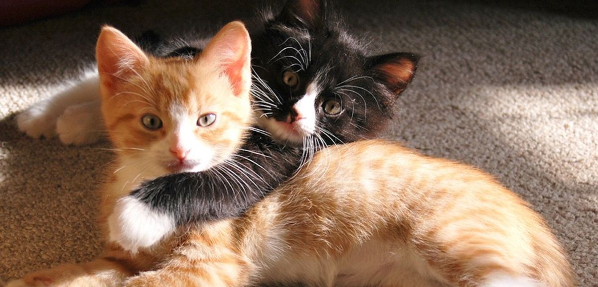 8 Reasons Why Cats Are Better Than Dogs