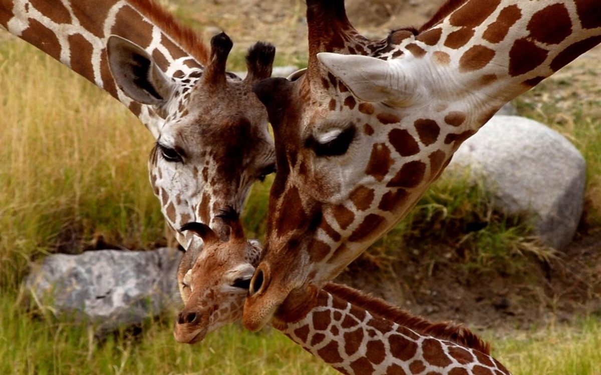 Giraffes Vulnerable Of Extinction Due To 40% Population Decline