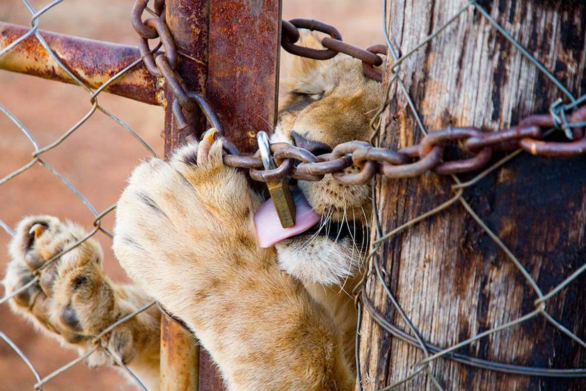 How Walking With Lions Contributes To The Cruel Canned Lion Industry