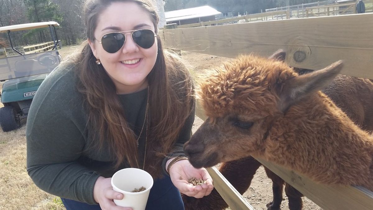 An Afternoon With Alpacas