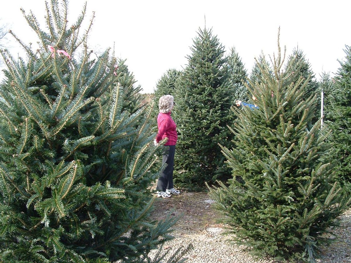 The Great Christmas Debate: 5 Reasons Real Trees Are Better Than Fake Ones