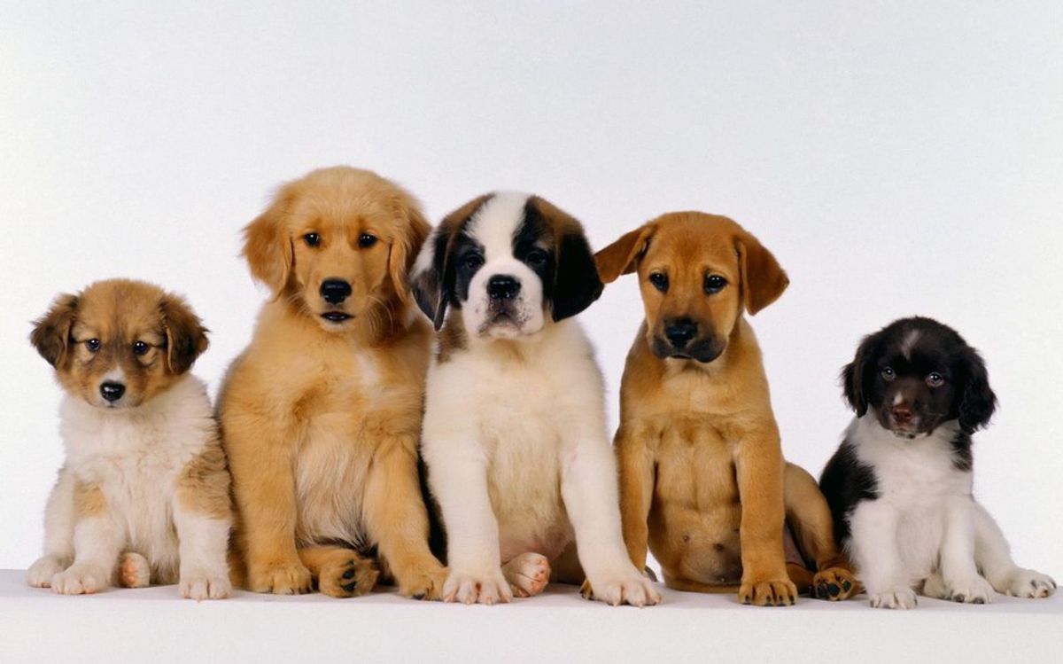 20 Pictures Of Puppies Instead Of Finals