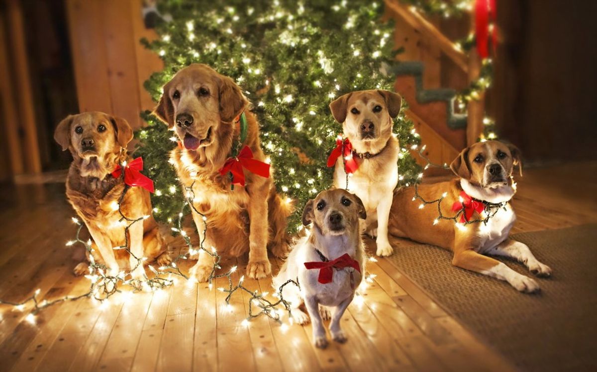 Stop And Look At These 15 Dogs In Holiday Costumes