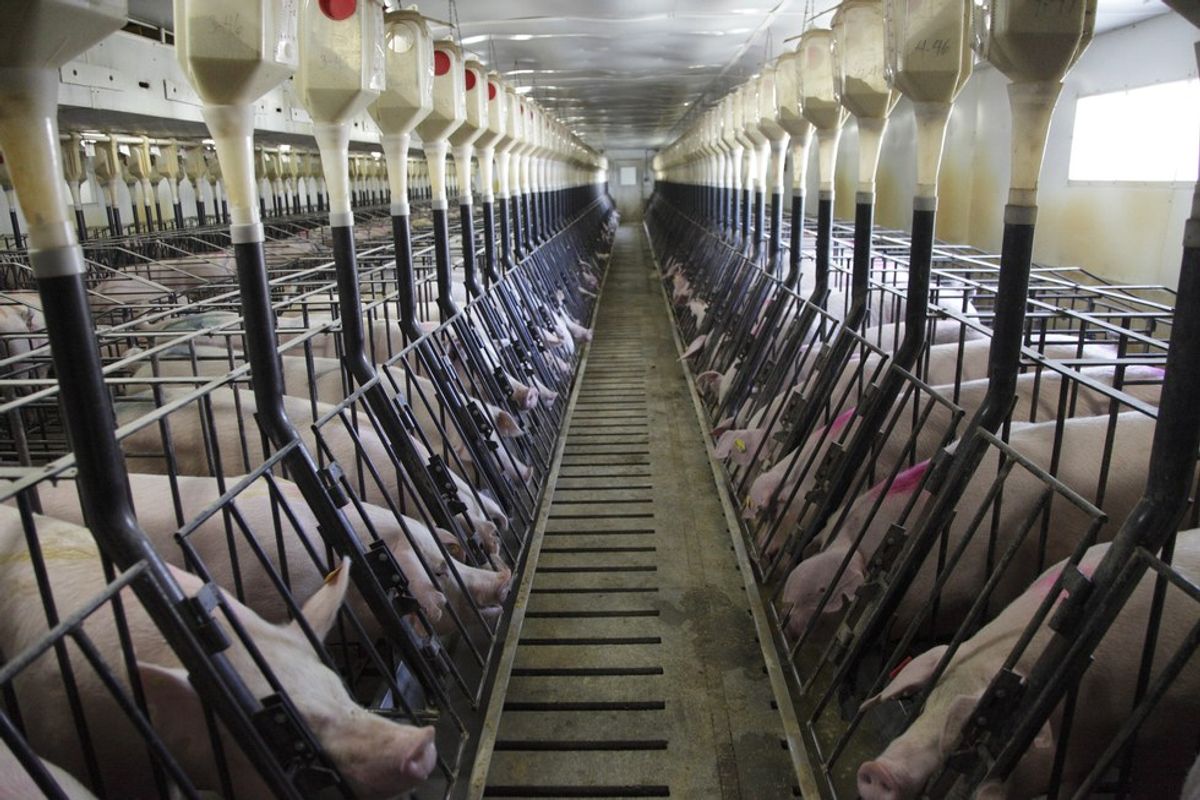 Factory Farming: Laws Encouraging Abuse