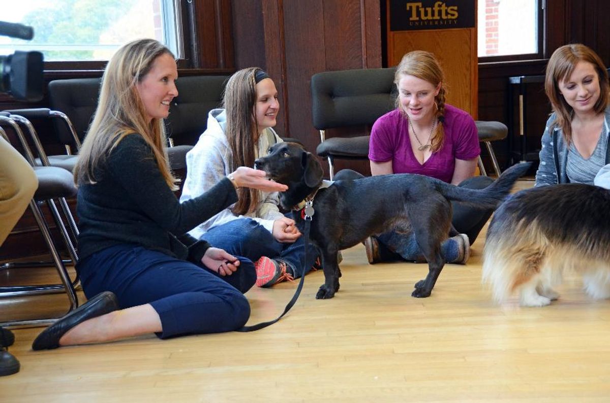 Reasons Why Pet Therapy Should Be Available At Colleges