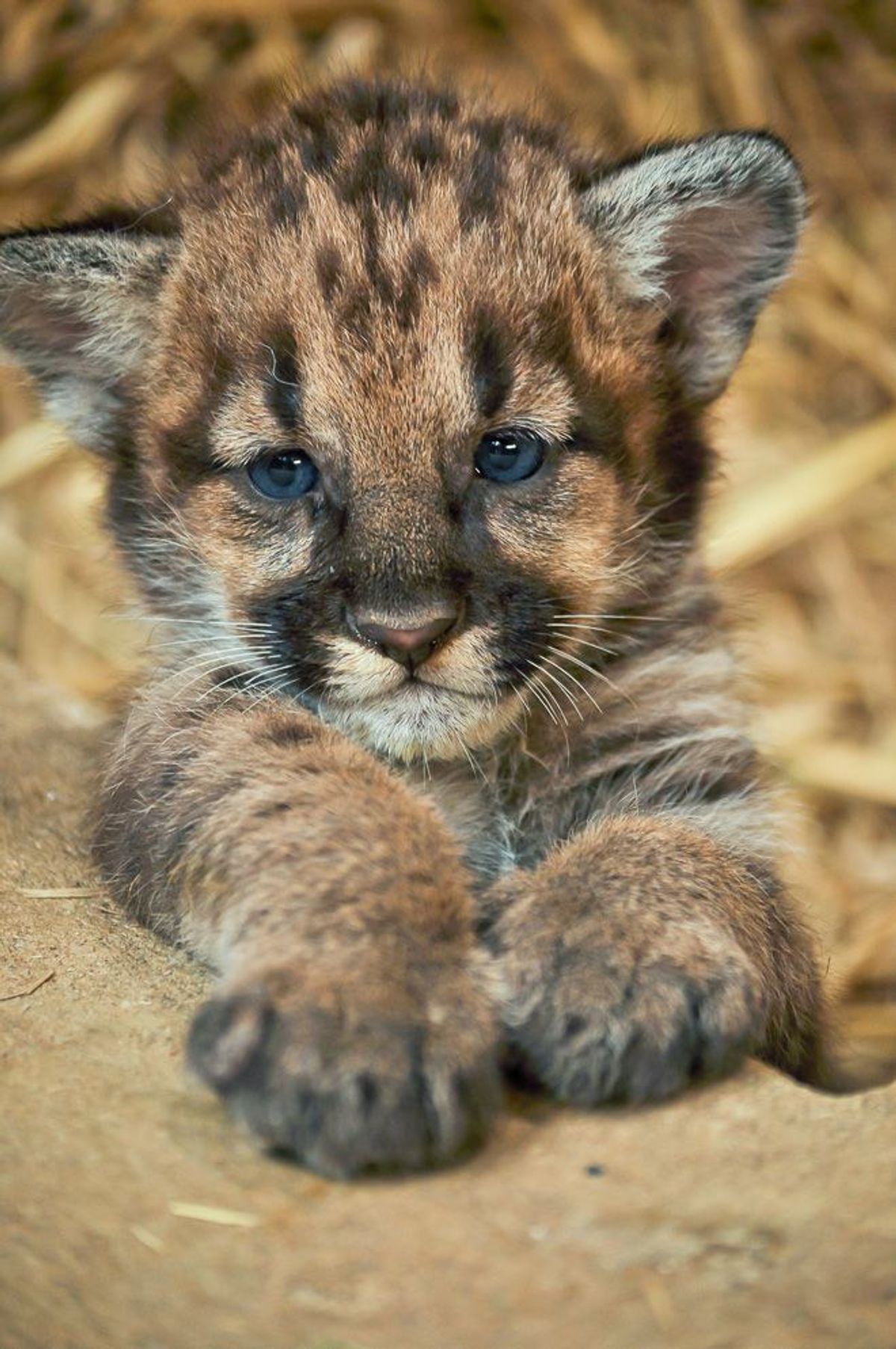 50 Baby Animal Pictures
