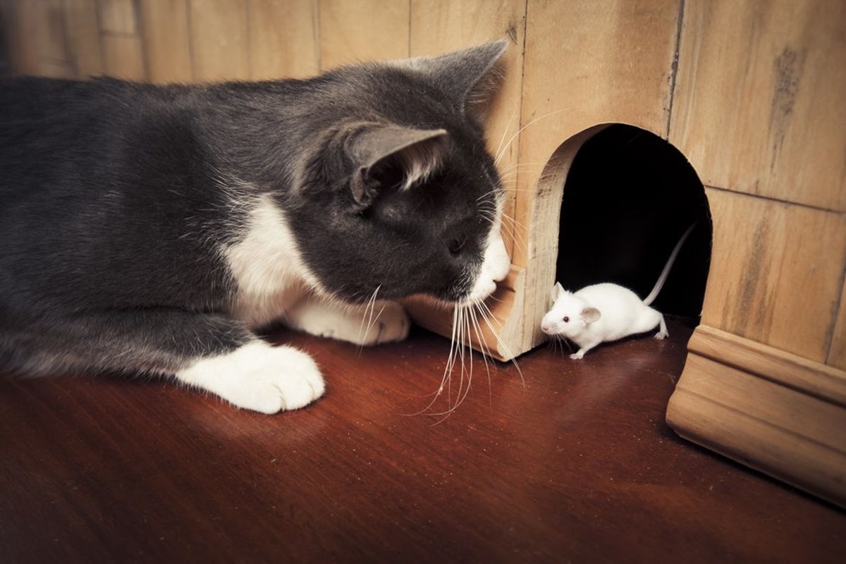 A Mouse Meets a Cat