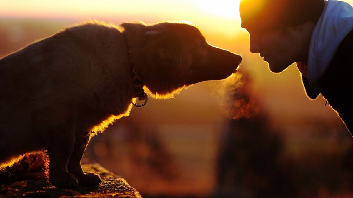 10 Reasons Why Everyone Should Have A Dog