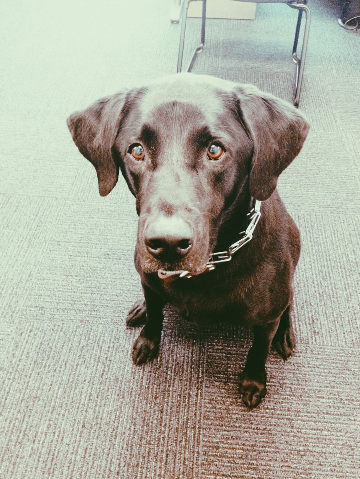 Meet Tivo: Loyola University Chicago's Amazing Therapy Dog