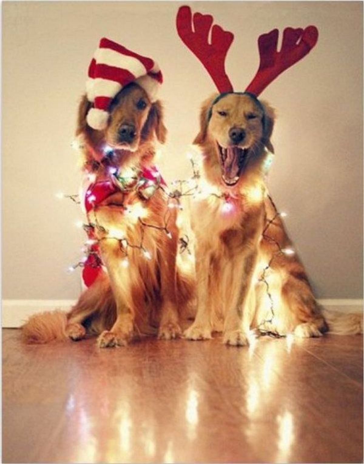 10 Pictures Of Dogs Decked Out In Holiday Lights