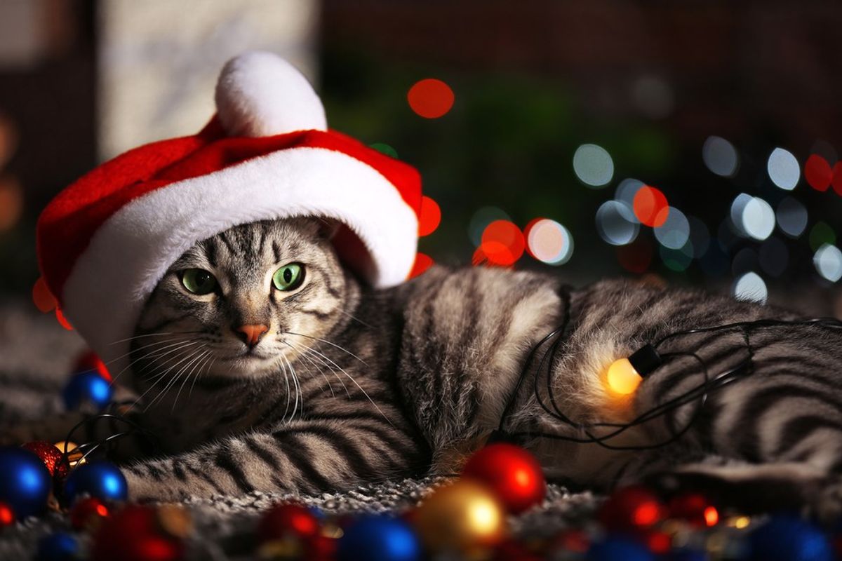 Gifts Your Cat Actually Wants For Christmas