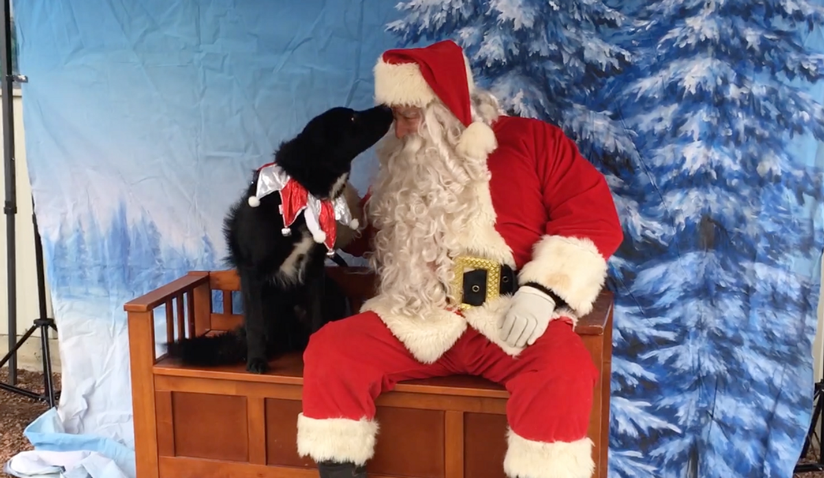 Watch Puppies Meet Santa, Because Christmas