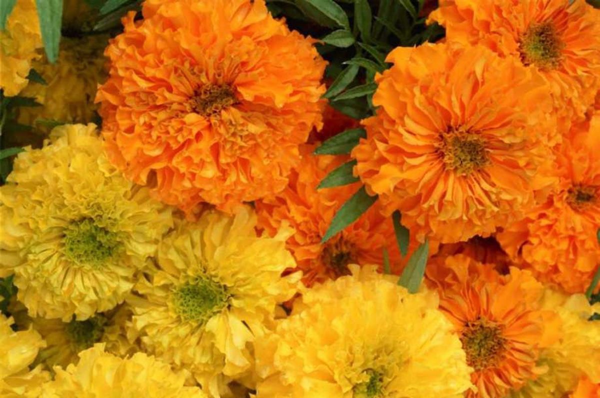Marigolds: A Ghost Story