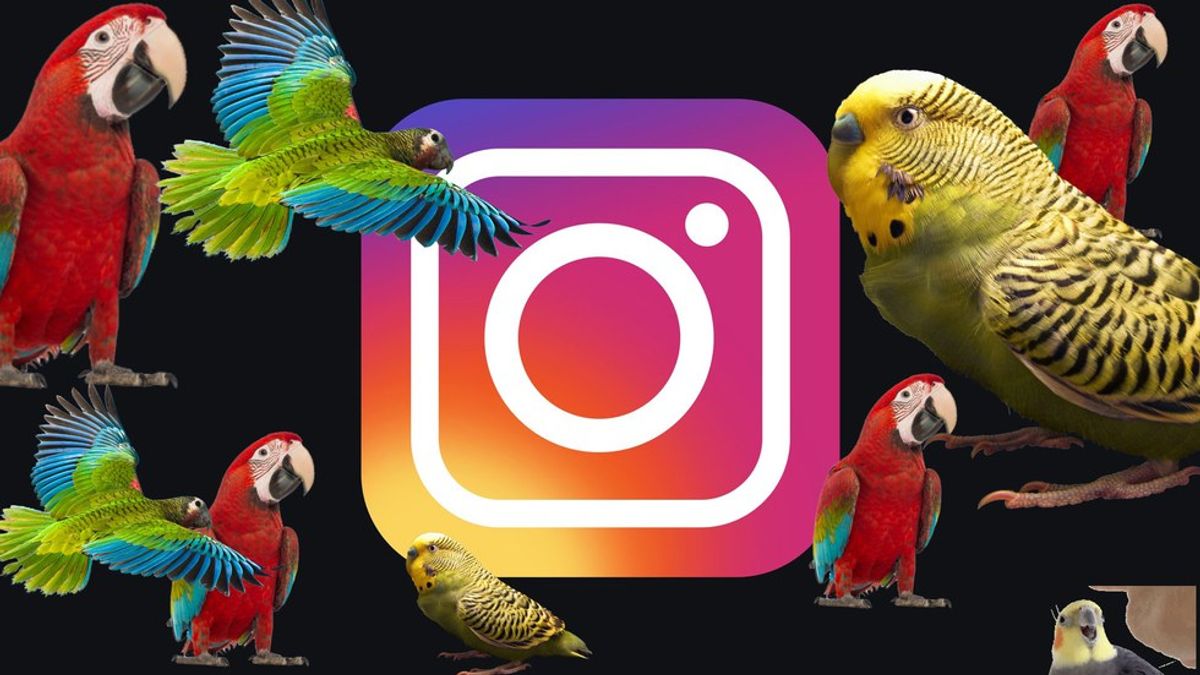 15 Instagram Accounts That Will Make You Fall In Love With Birds
