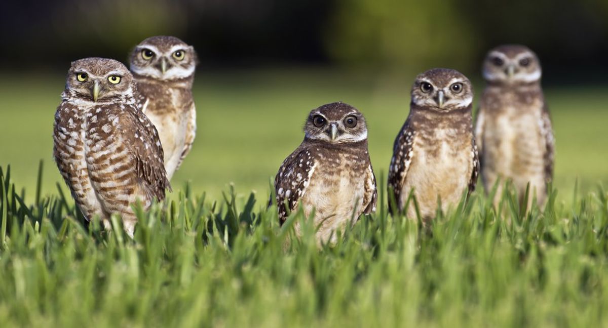 Nine Amazing Facts About Owls