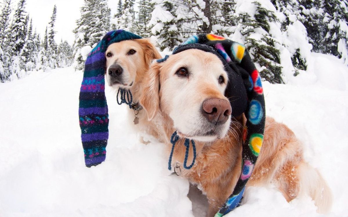 Is Your Dog Ready for Winter?