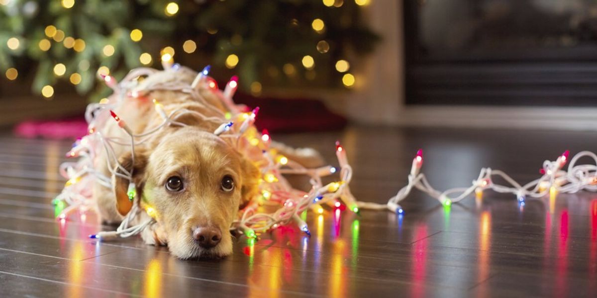 The Holiday Season, As Told By A Bad Dog