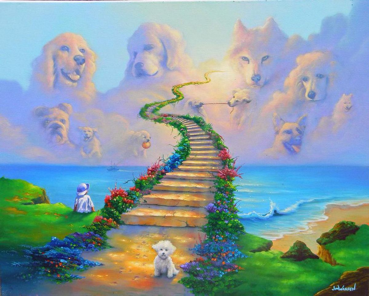 I Crossed The Rainbow Bridge: A Pet's Letter To Their Owner