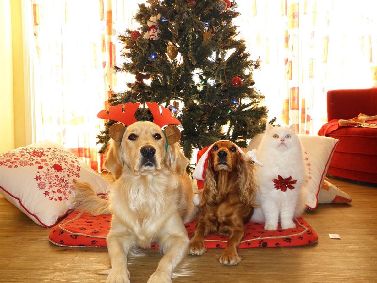 21 Adorable Animals that will put you in the christmas spirit