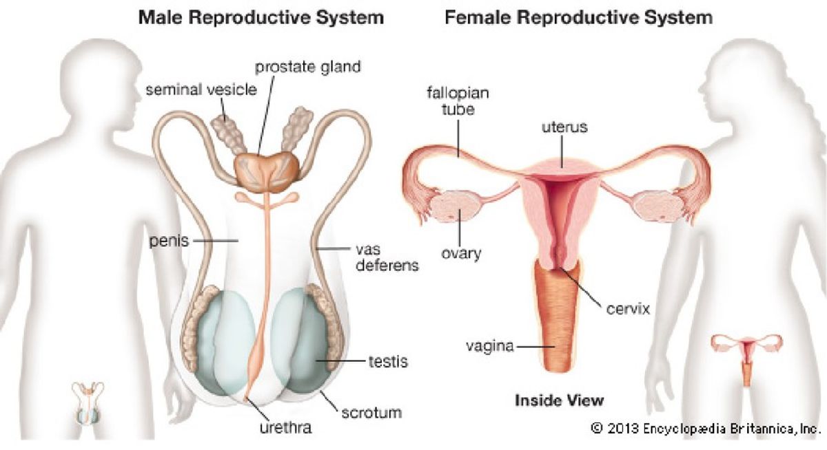 5 Facts About the Reproductive System You Never Knew