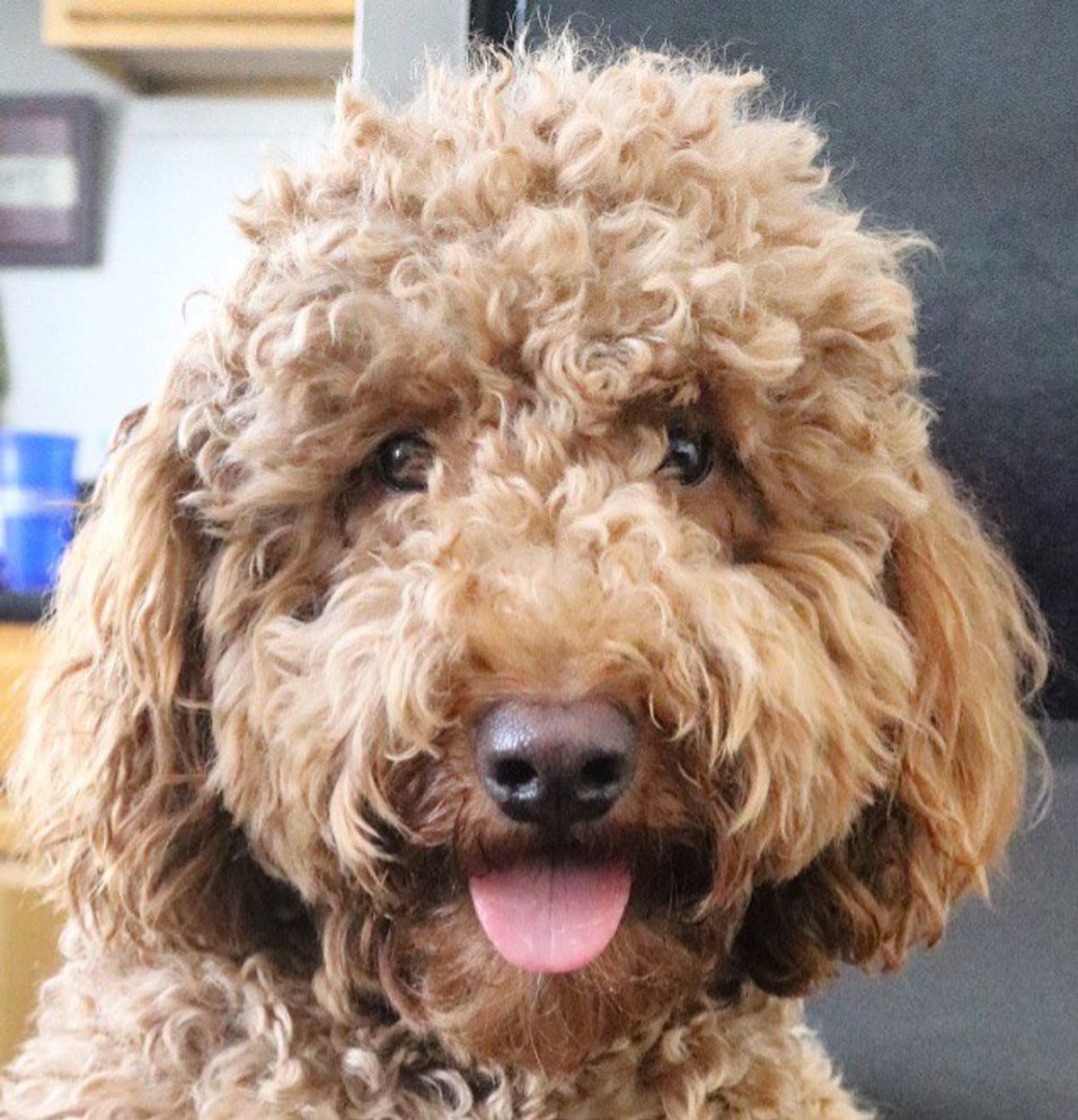 Watch A Goldendoodle Get A Haircut At A New York Salon