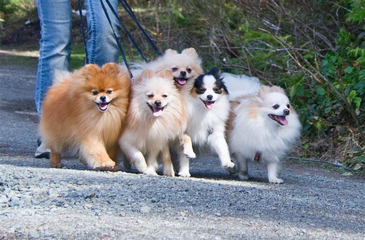 4 Reasons why Pomeranian's are the best