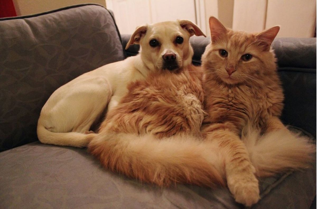 5 Realities of Being a Dog-Cat Person