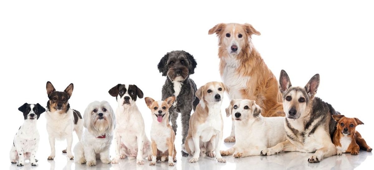 What Your Favorite Breed Of Dog Says About You