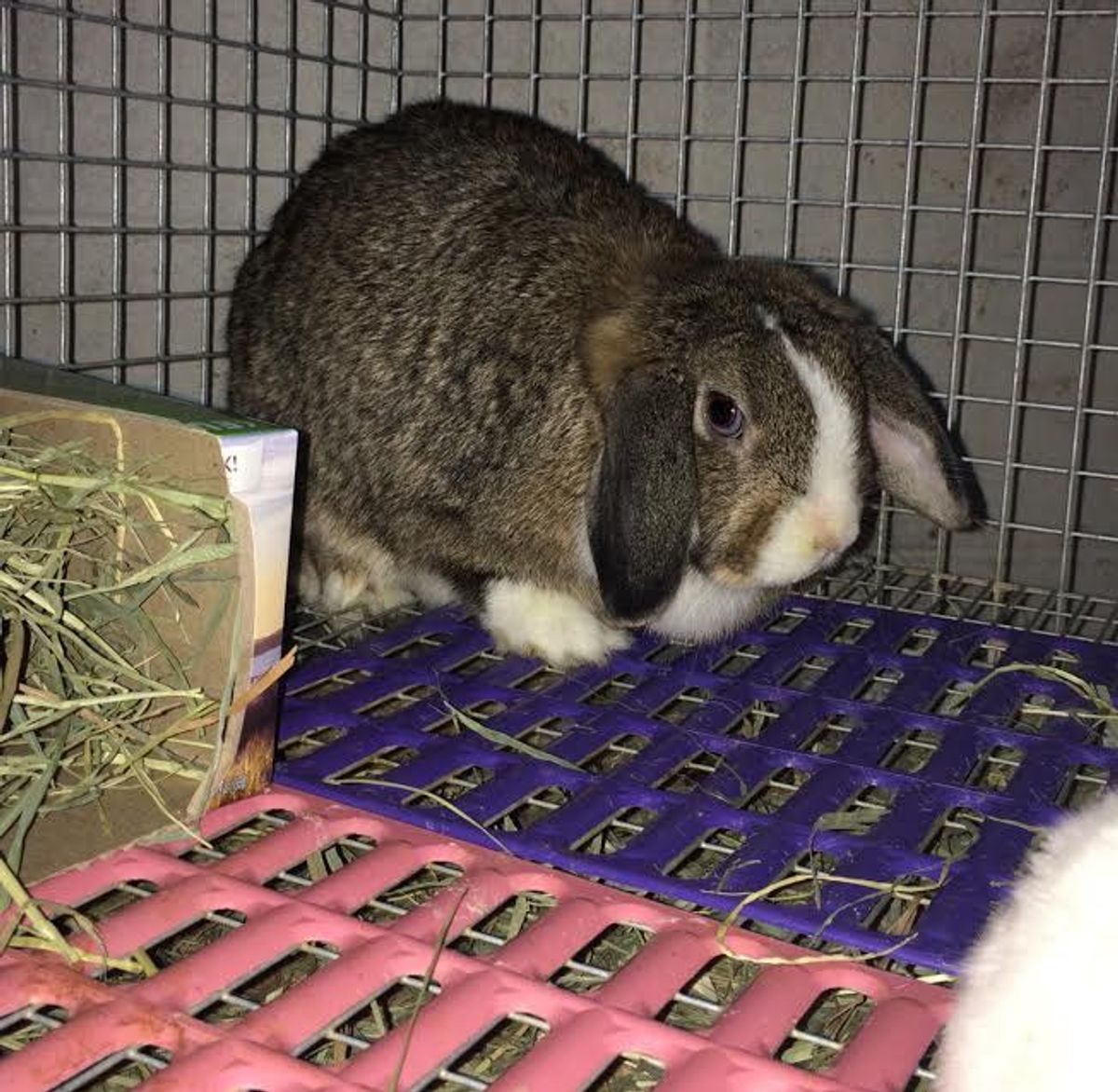 For The Love Of Sandy Rabbitry: Adorable New Rabbits