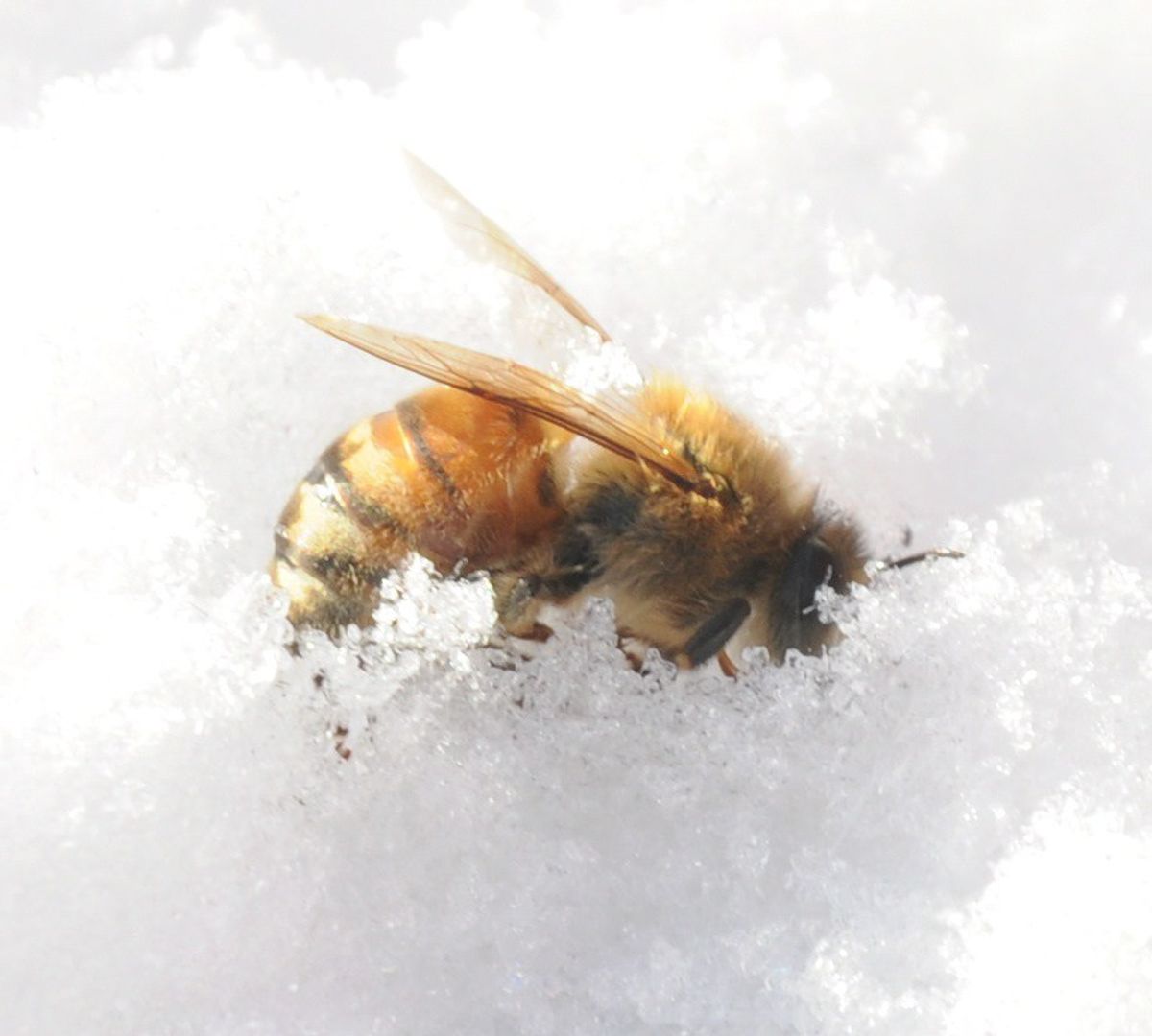 How Honeybees Survive Winter, and How You Can Help.