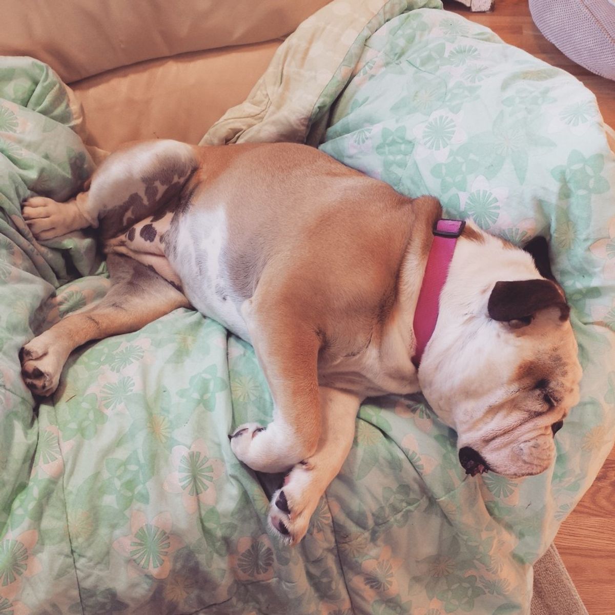 7 Things You Need To Know Before Getting An English Bulldog