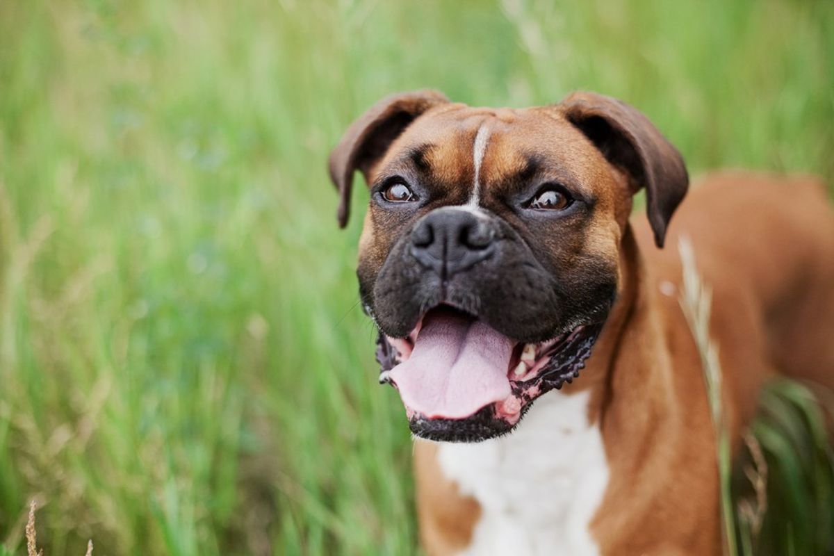 10 Healthy Alternatives To Store Bought Dog Treats