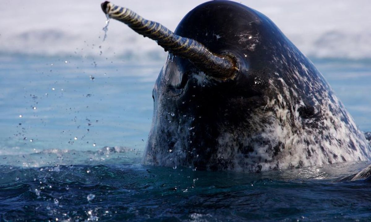 5 Items You Need If You Love Narwhals