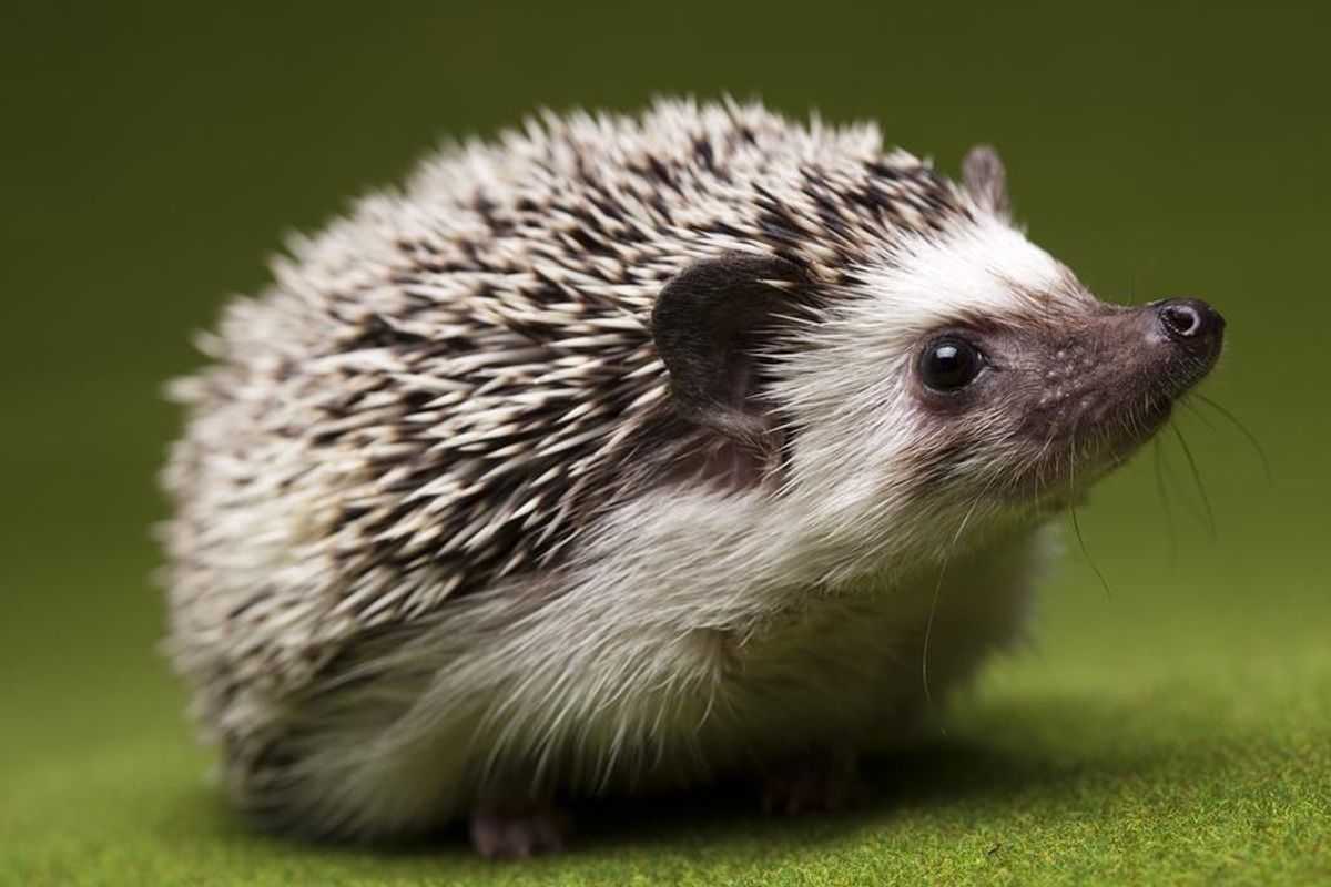 Twelve Useful Hedgehog Items To Buy