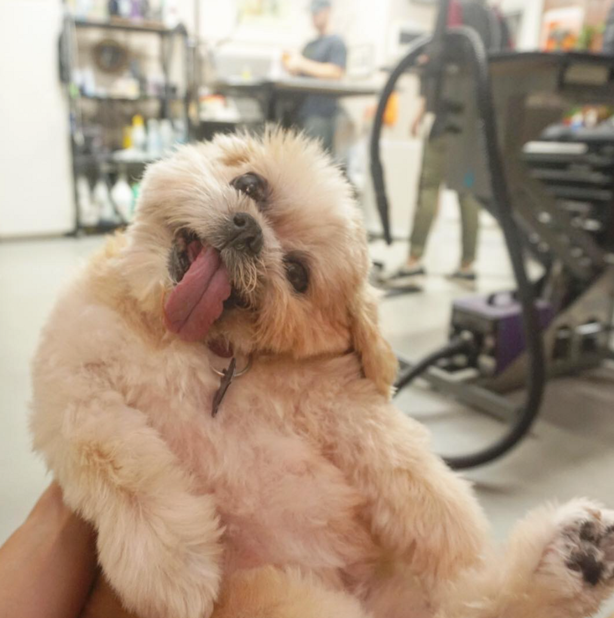 The Cutest Animals To Follow On Instagram