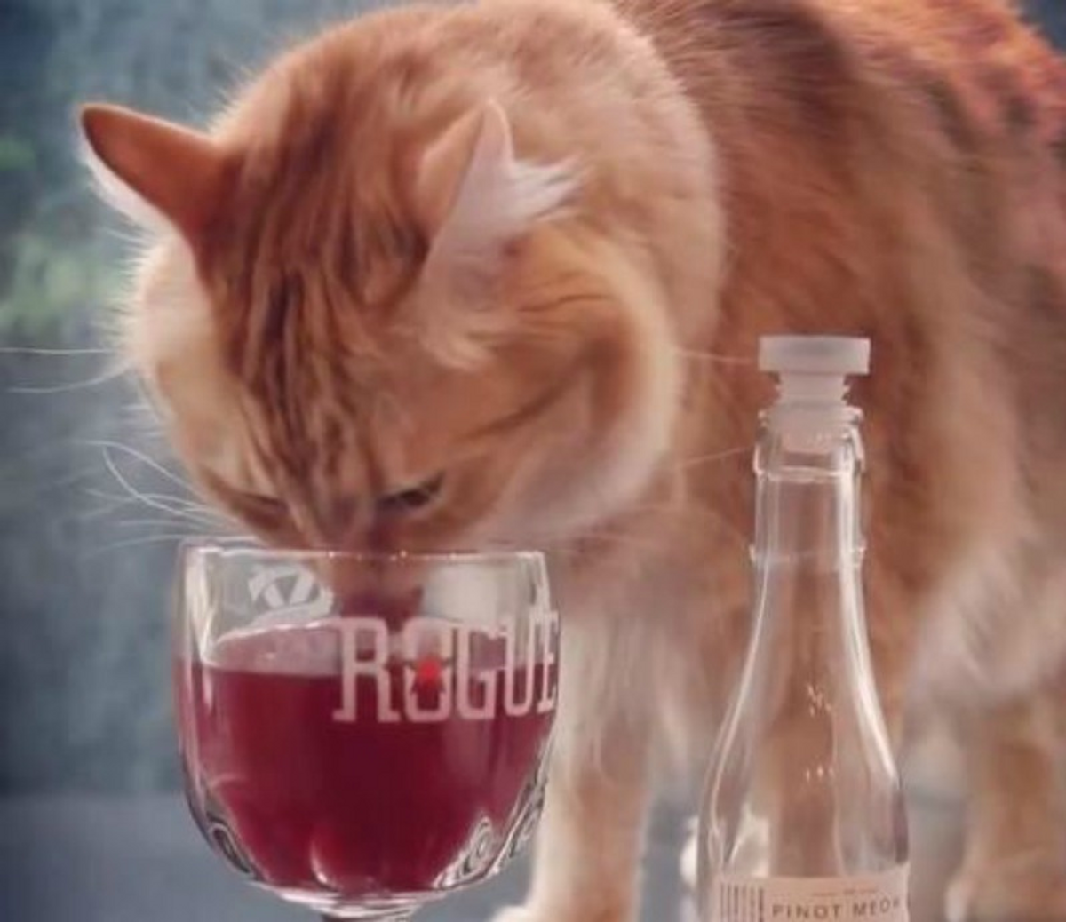 The Future Is Here... And It Brought Us Cat Wine