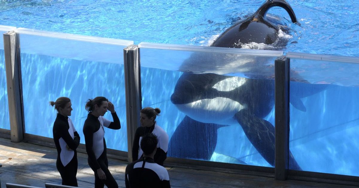 What the Death of SeaWorld Whale, Tilikum, Reminds Us