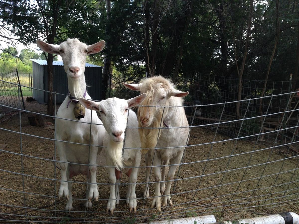 15 Reasons Why Goats are Awesome