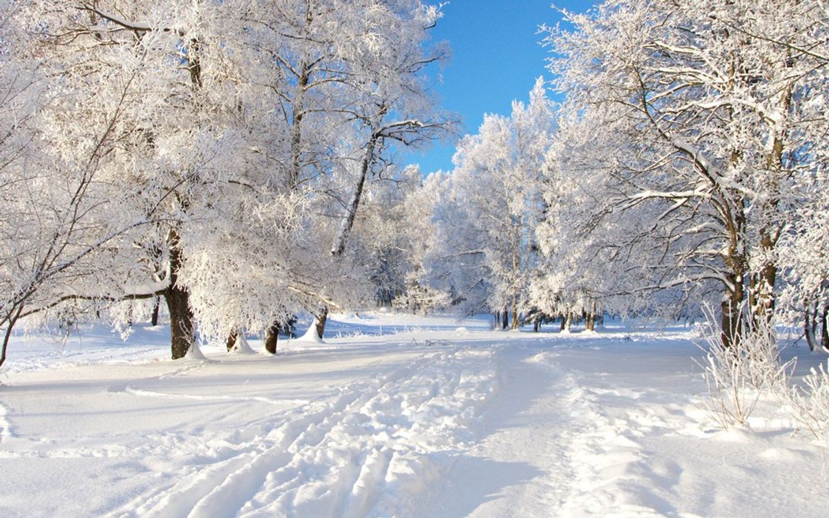 Beauty In Snow