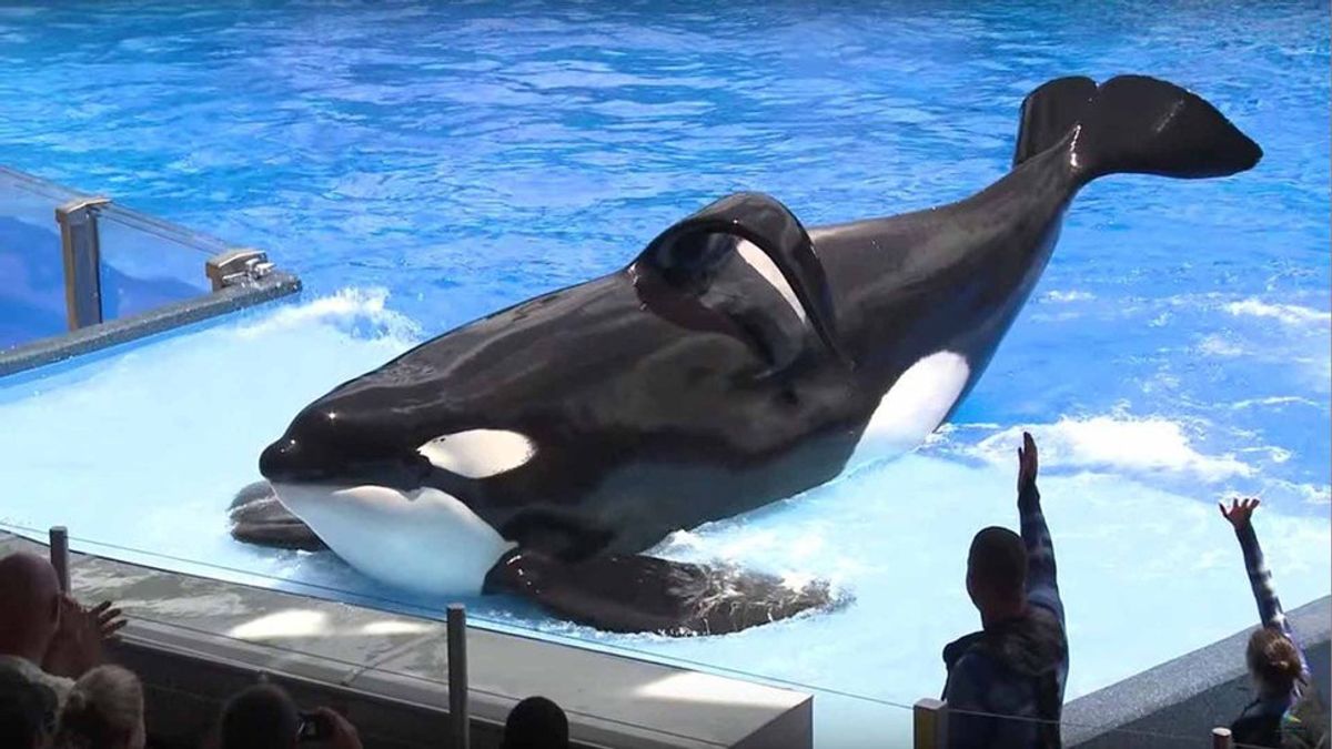 SeaWorld's Most Infamous Living Attraction Prematurely Dead At 36