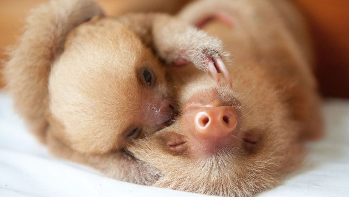 How Much I Just Want To Sleep As Told By One Of The World's Sleepiest Animals