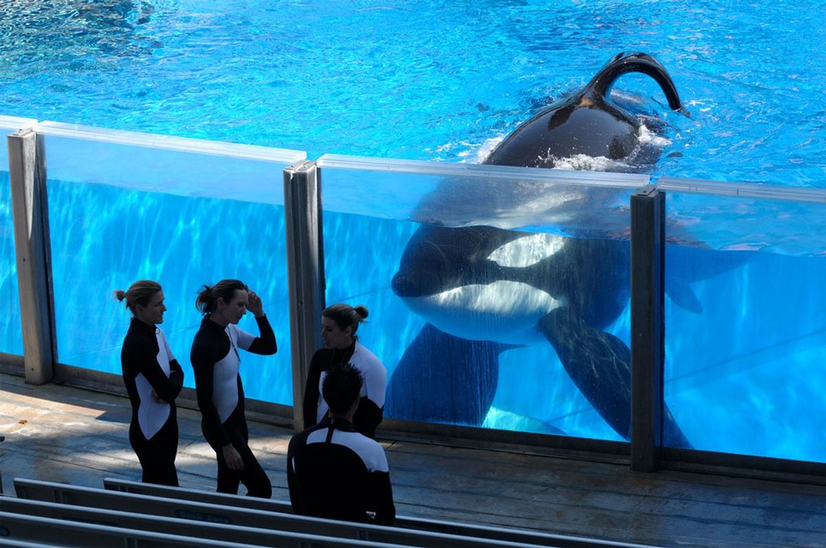 The Death Of Tilikum And Whales In Captivity