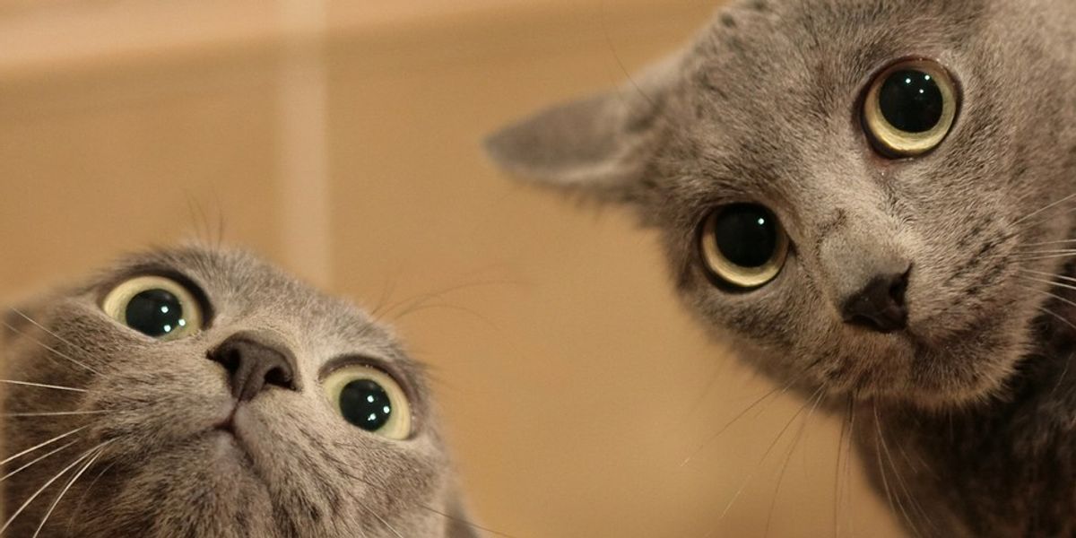 10 Reasons You Might Be A "Closet Cat Person"