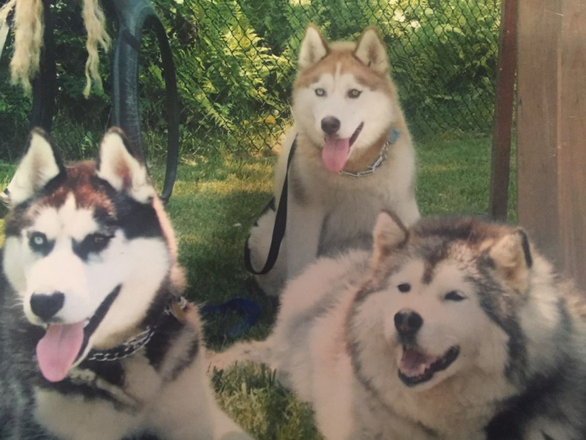 9 Reasons Huskies Are Simply The Greatest Dogs
