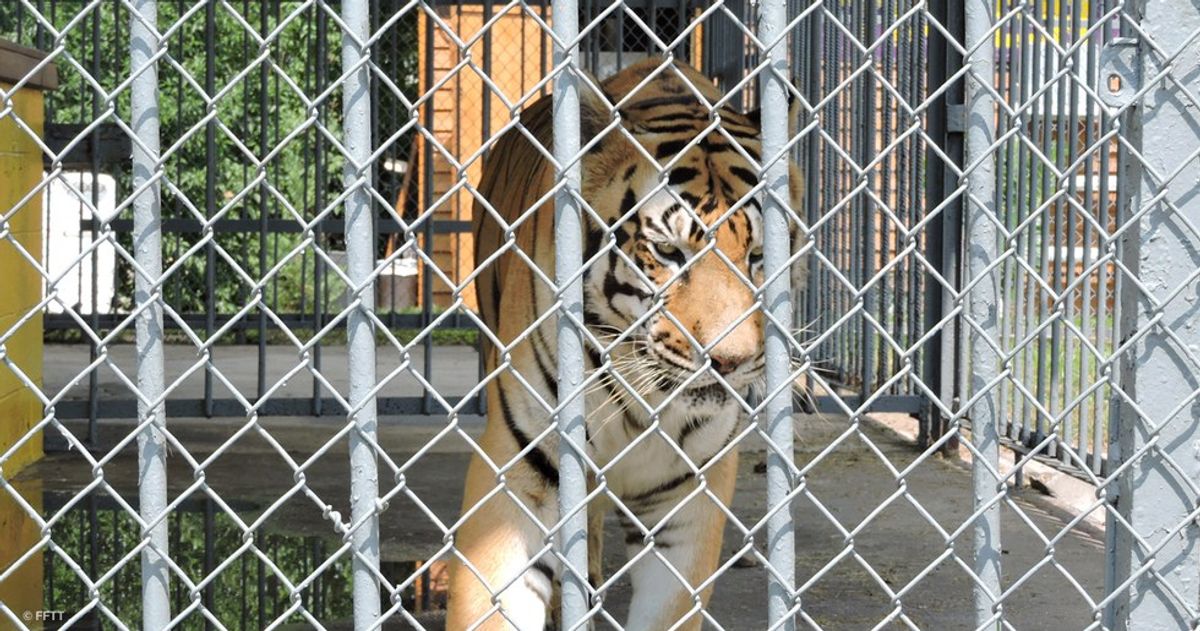 The Horror Of Louisiana's Gas Station Tiger