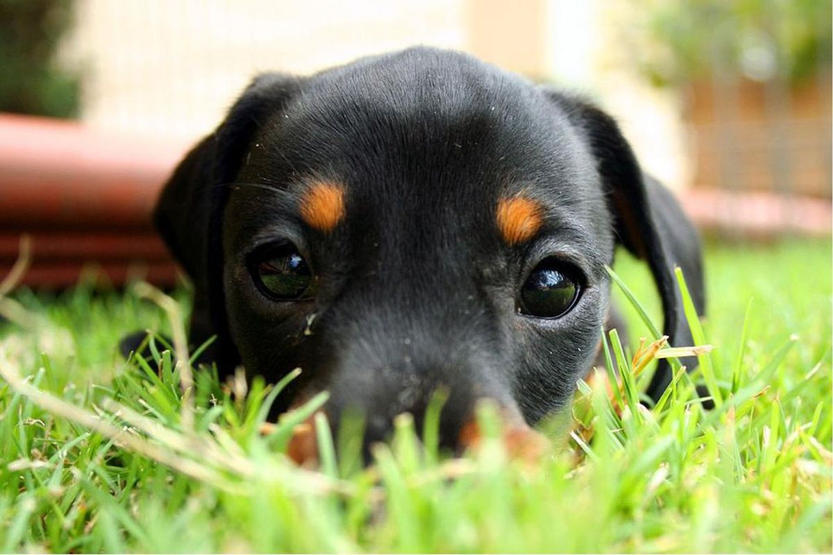 6 Reasons You Should Never Own A Dachshund