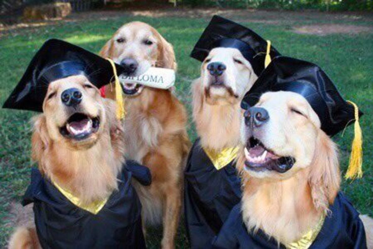 Campus Canines