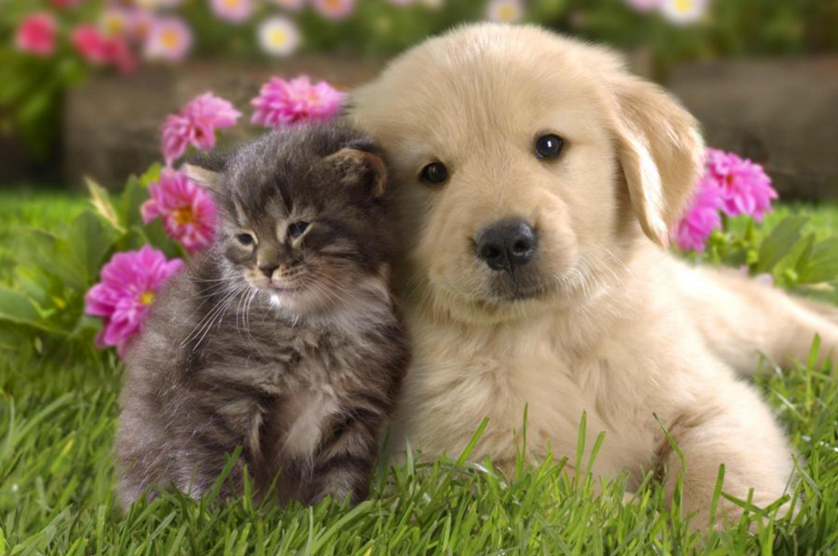 Why Dogs Are Better Than Cats (Or Is It The Other Way Around?)