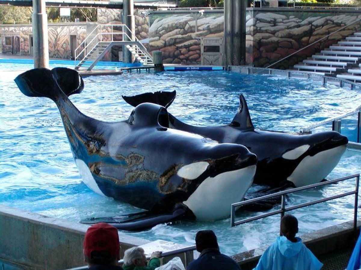 After 35 Years In Captivity, Tilikum Is Finally Free