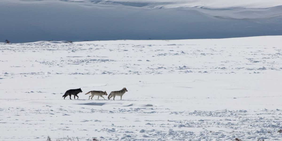 Heroes: Life Lessons From Yellowstone's Wolves